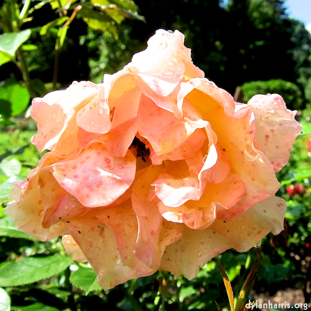 Image: Image 'escher blummen (xciii) 3'.