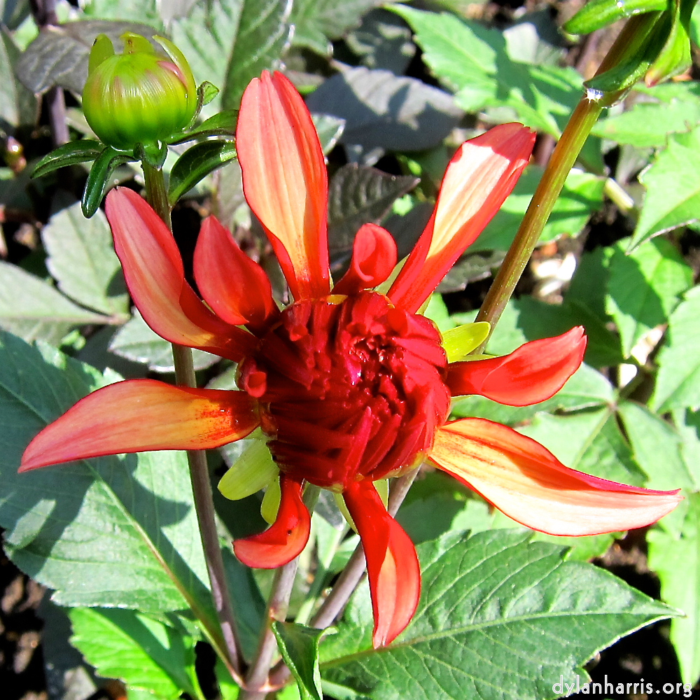 Image: Image 'escher blummen (xciii) 4'.