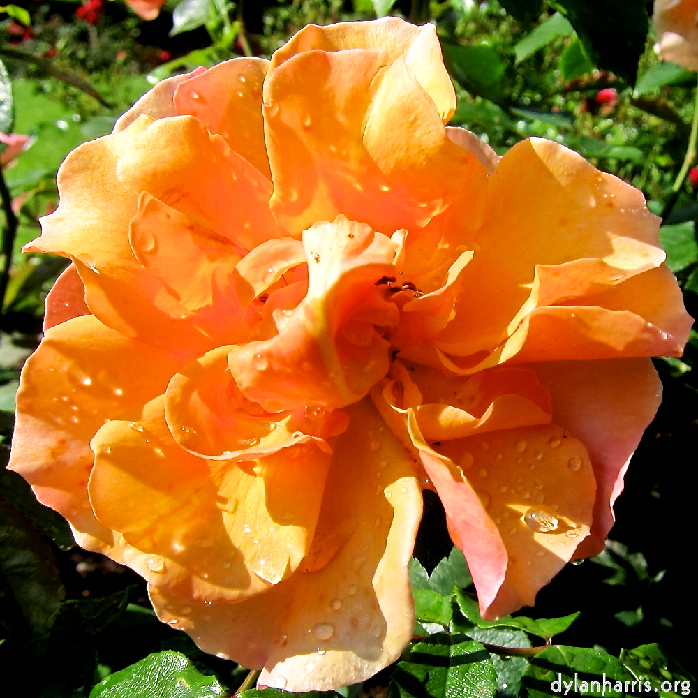 Image: Image 'escher blummen (xciii) 6'.