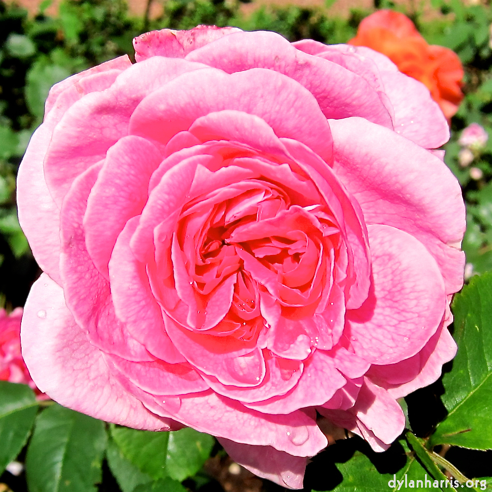 Image: Image 'escher blummen (xciii) 7'.