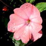 Image: First image from the photoset 'escher blummen (xciii)'.