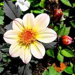 Image: Fifth image from the photoset 'escher blummen (xciii)'.