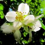 Image: Eighth image from the photoset 'escher blummen (xciii)'.