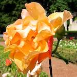 Image: Ninth image from the photoset 'escher blummen (xciii)'.