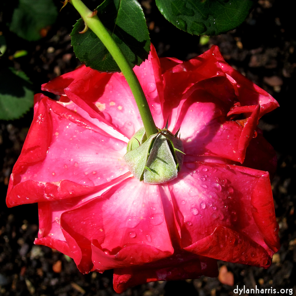 image: This is ‘
escher blummen (xciv) 2
’.