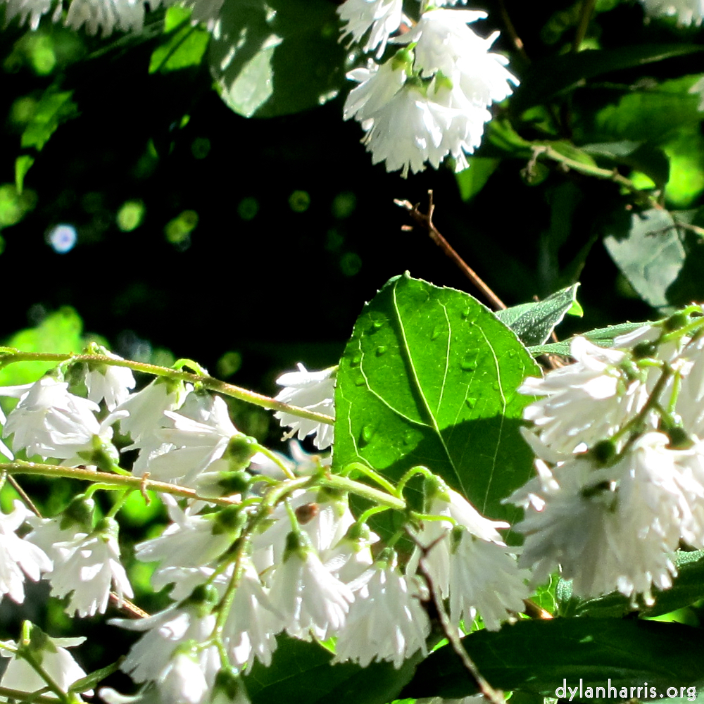 Image: Image 'escher blummen (xciv) 4'.