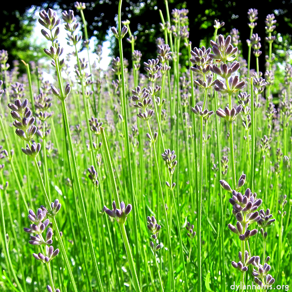 Image: Image 'escher blummen (xciv) 5'.