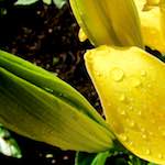 Image: First image from the photoset 'escher blummen (xciv)'.