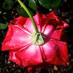 Image: Second image from the photoset 'escher blummen (xciv)'.