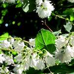 Image: Fourth image from the photoset 'escher blummen (xciv)'.