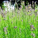 Image: Fifth image from the photoset 'escher blummen (xciv)'.