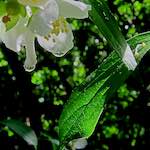 Image: Sixth image from the photoset 'escher blummen (xciv)'.