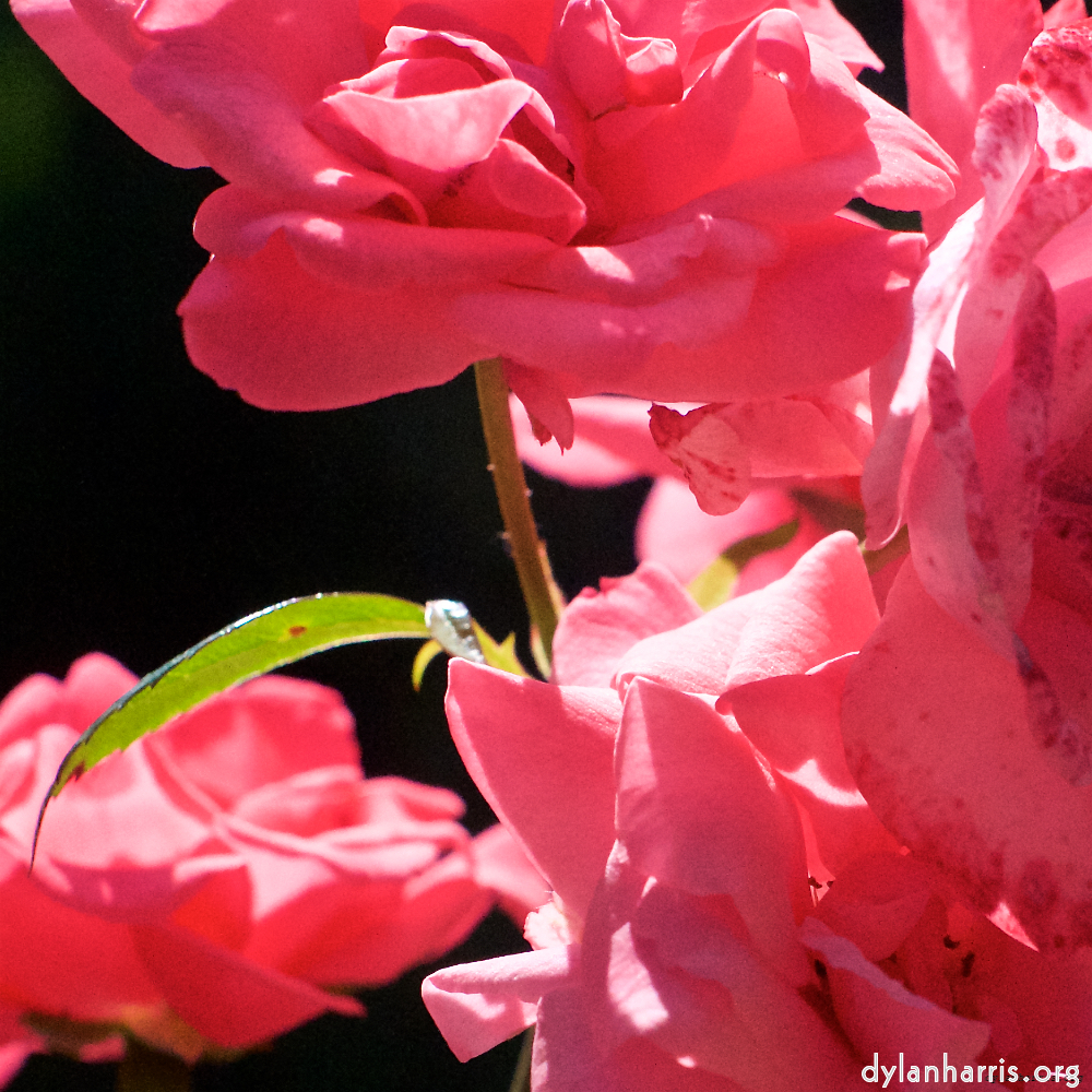 Image 'flower (xvi) 1'.