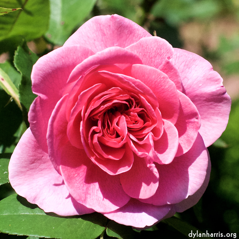 Image 'flower (xvi) 2'.