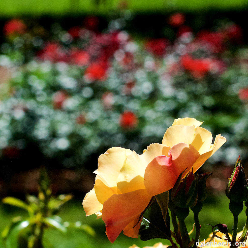 Image 'flower (xvi) 3'.