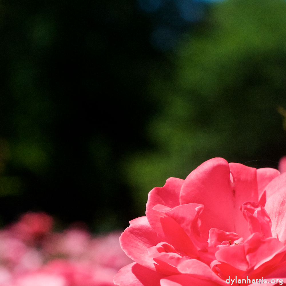 image: This is ‘
escher blummen (xvi) 4
’.