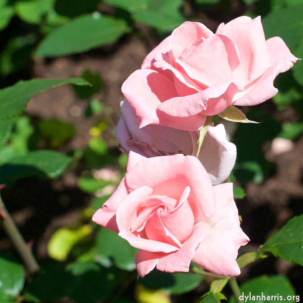 image: This is ‘
escher blummen (xvi) 5
’.