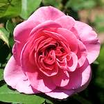 image: Image from the photoset ‘
escher blummen (xvi)
’.