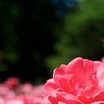 image: Image from the photoset ‘
escher blummen (xvi)
’.