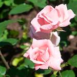 image: Image from the photoset ‘
escher blummen (xvi)
’.