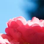 image: Image from the photoset ‘
escher blummen (xvi)
’.