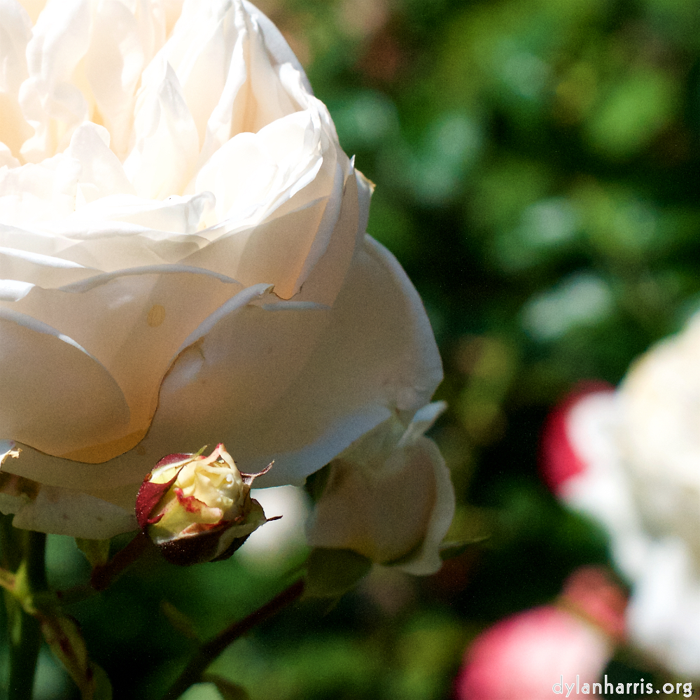 Image: Image 'escher blummen (xvii) 1'.