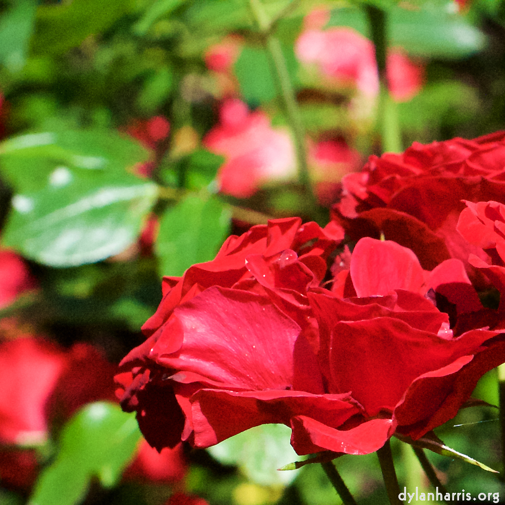 Image: Image 'escher blummen (xvii) 2'.