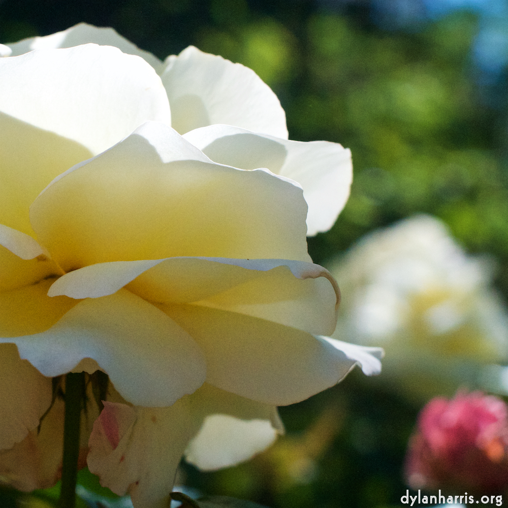 Image: Image 'escher blummen (xvii) 3'.