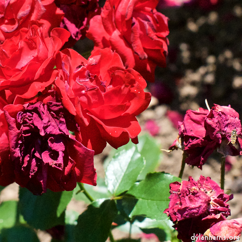 Image 'flower (xvii) 4'.