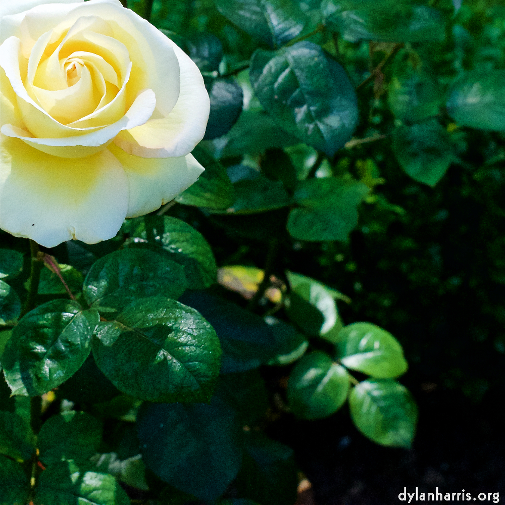 Image: Image 'escher blummen (xvii) 5'.