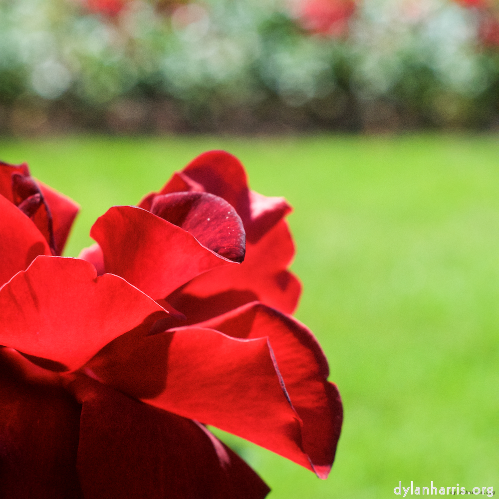 Image 'flower (xvii) 6'.