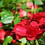 Image: Second image from the photoset 'escher blummen (xvii)'.