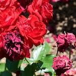 Image: Fourth image from the photoset 'escher blummen (xvii)'.