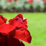 Image: Sixth image from the photoset 'escher blummen (xvii)'.