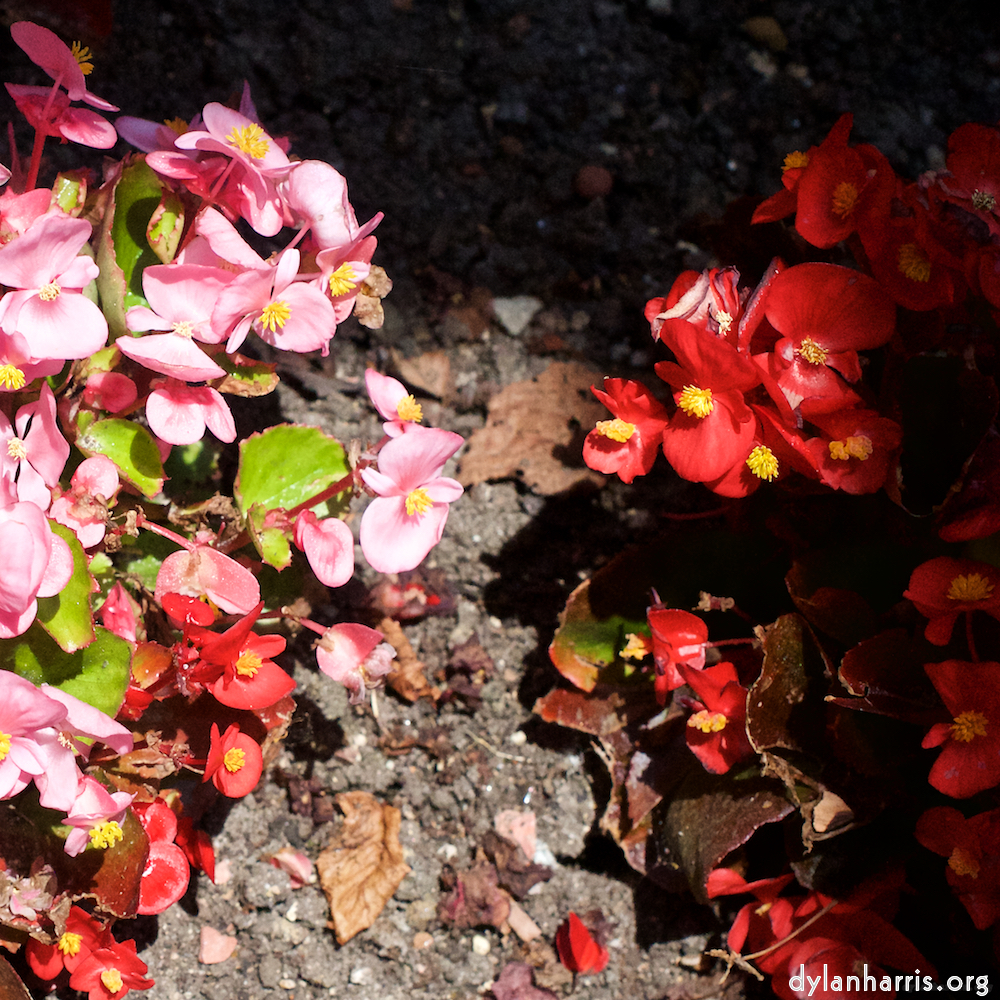 Image 'flower (xviii) 2'.