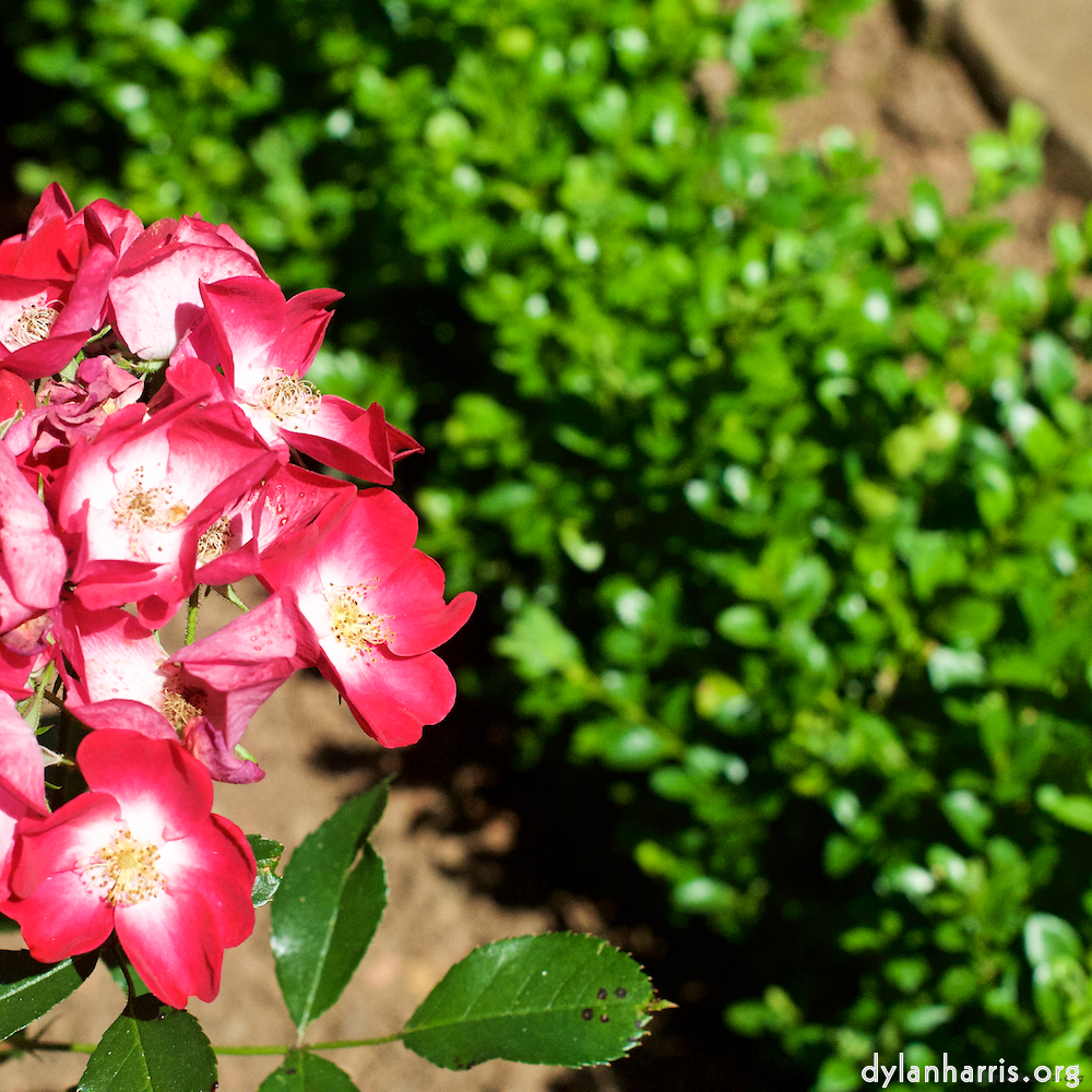 Image 'flower (xviii) 3'.