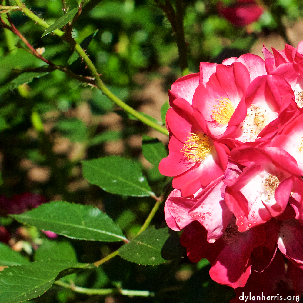 Image 'flower (xviii) 5'.