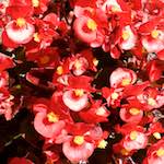 First image from the photoset 'flower (xviii)'.