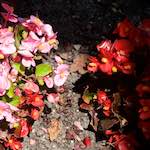 Second image from the photoset 'flower (xviii)'.