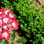 Third image from the photoset 'flower (xviii)'.