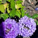 Fourth image from the photoset 'flower (xviii)'.