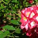 Fifth image from the photoset 'flower (xviii)'.