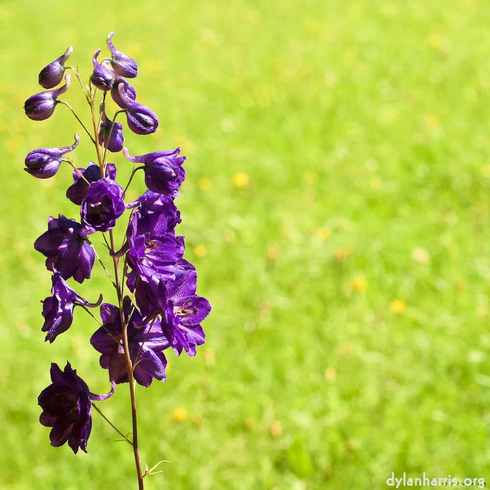 Image: Image 'escher blummen (xix) 2'.