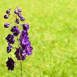 Image: Second image from the photoset 'escher blummen (xix)'.