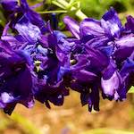 Image: Third image from the photoset 'escher blummen (xix)'.