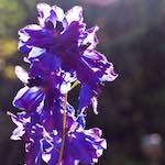 Image: Fourth image from the photoset 'escher blummen (xix)'.