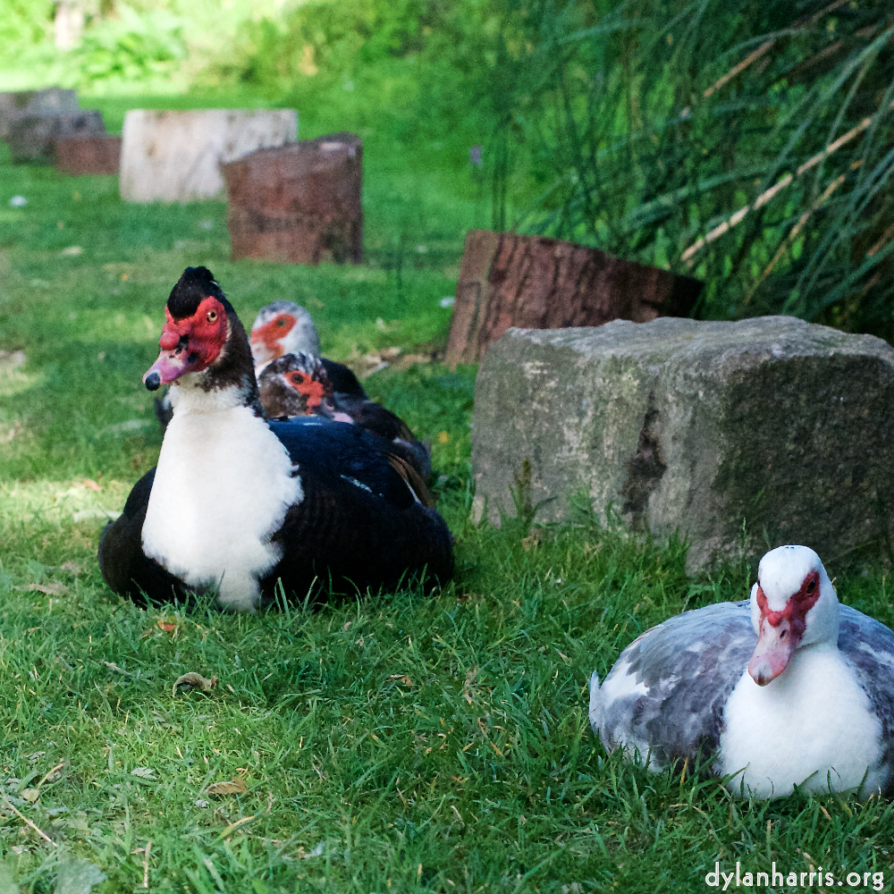 image: This is ‘
bagnor 1
’.