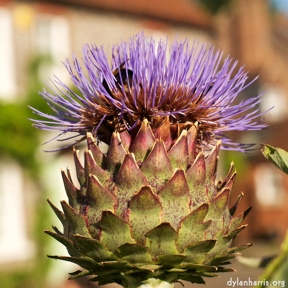 image: This is ‘
bagnor 4
’.