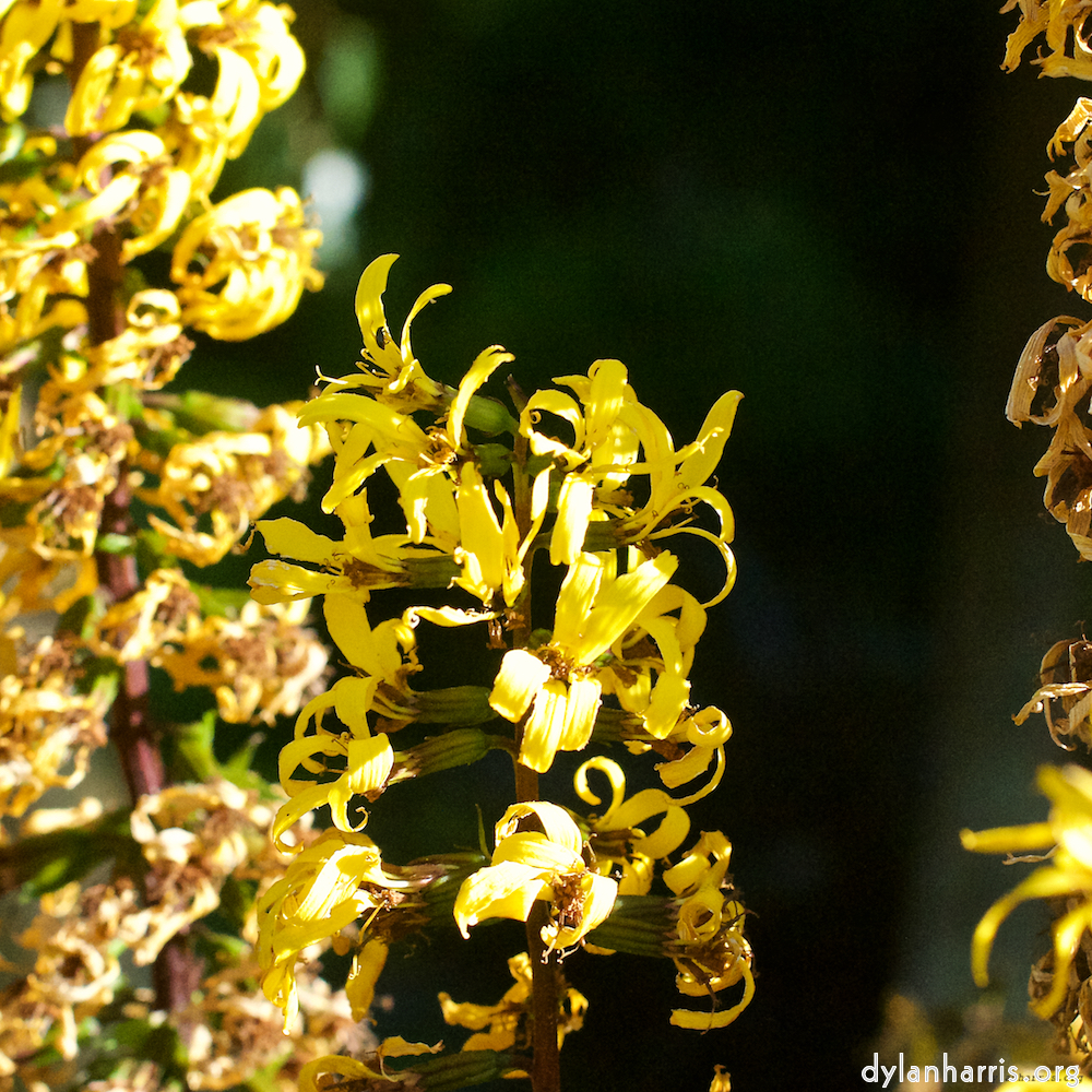 image: This is ‘
bagnor 5
’.