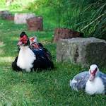 image: Image from the photoset ‘
bagnor
’.